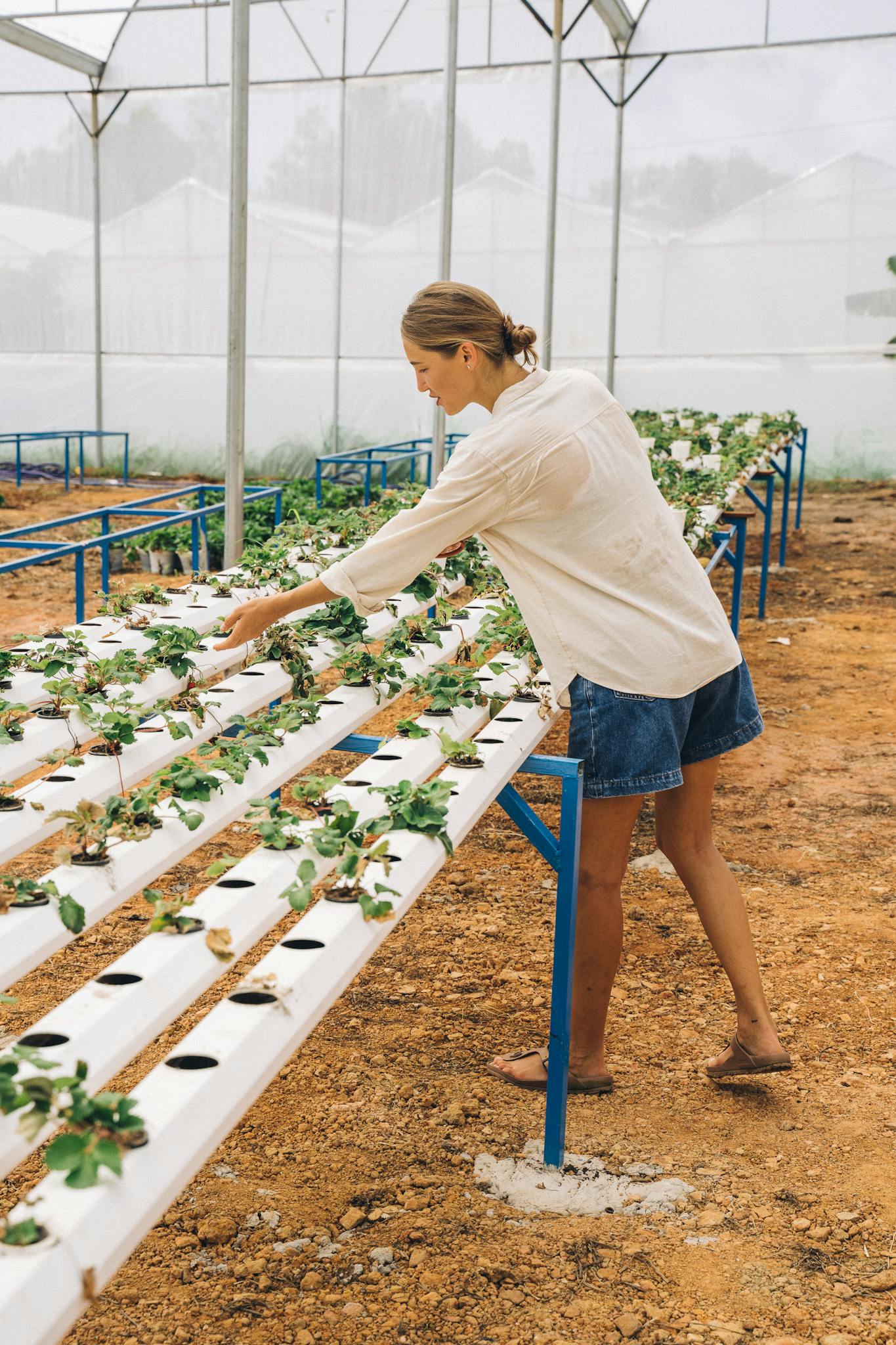 A woman arranging plants in a hydroponic greenhouse wearing denim shorts and white sleeves.