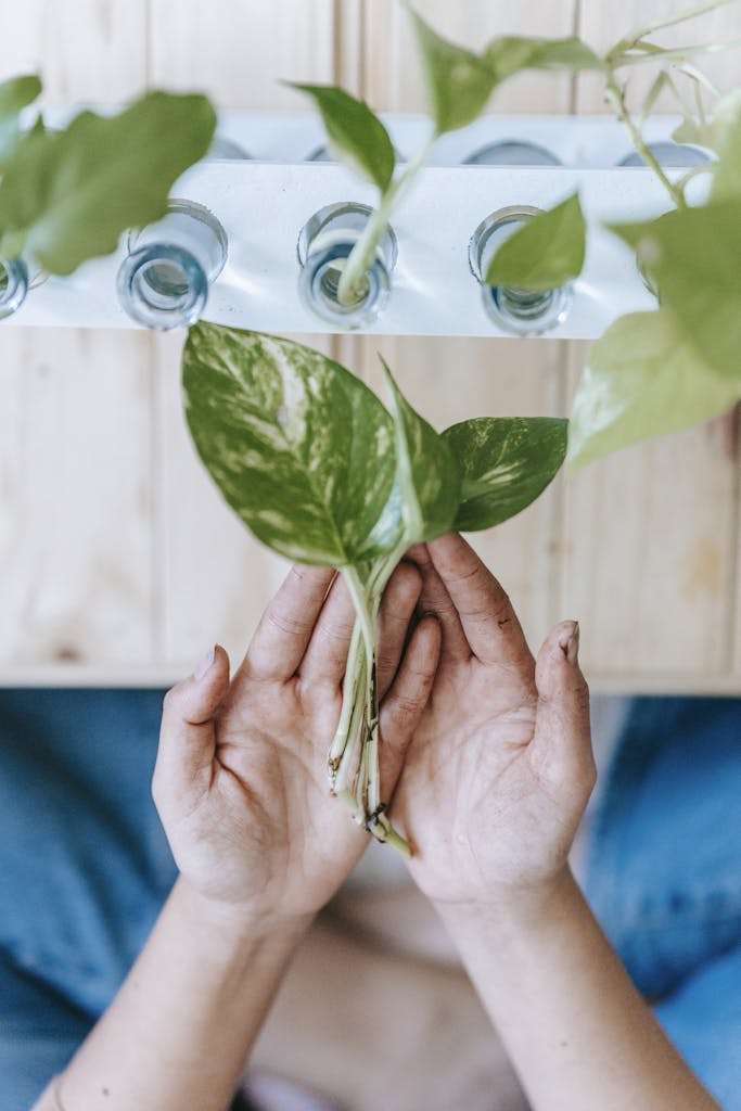 Close-up view of hands holding sprout over hydroponic setup with glass containers.