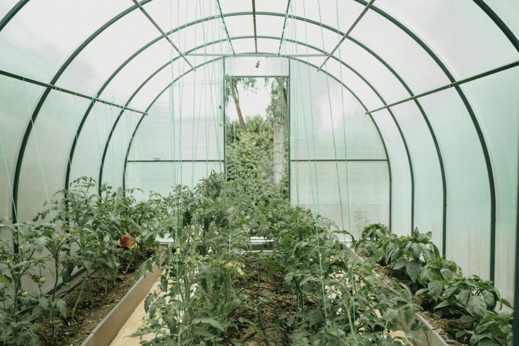 Explore a vibrant greenhouse full of growing plants, showcasing sustainable agriculture and fresh produce.