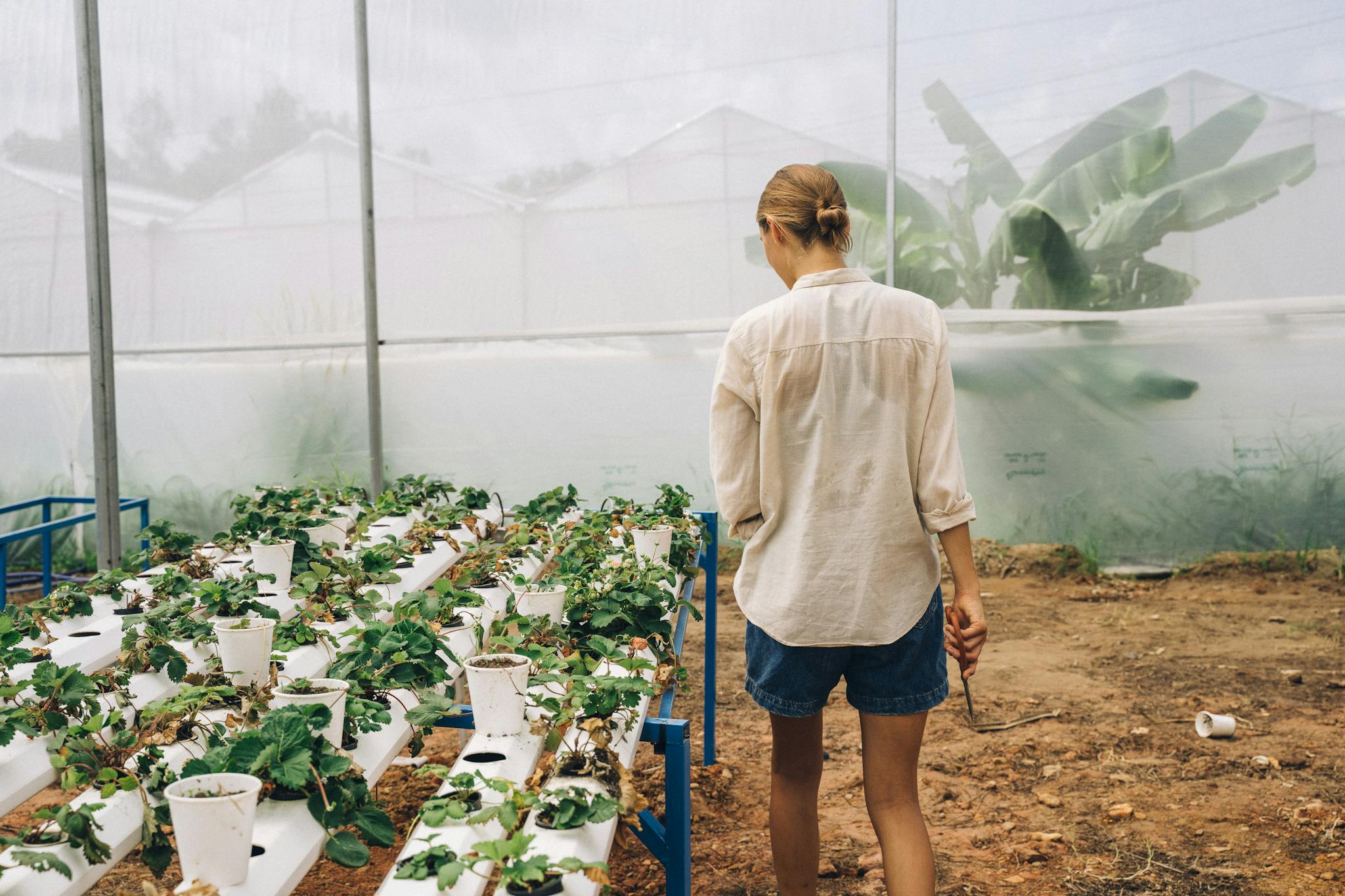 Female gardener in a greenhouse checking hydroponic plants, cultivating modern farming techniques.