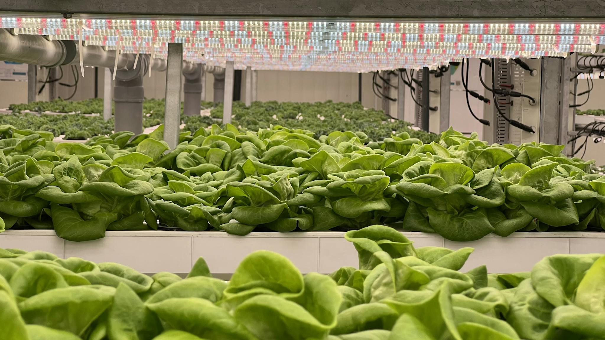 Vibrant green lettuce growing in a high-tech hydroponic greenhouse with LED lighting.