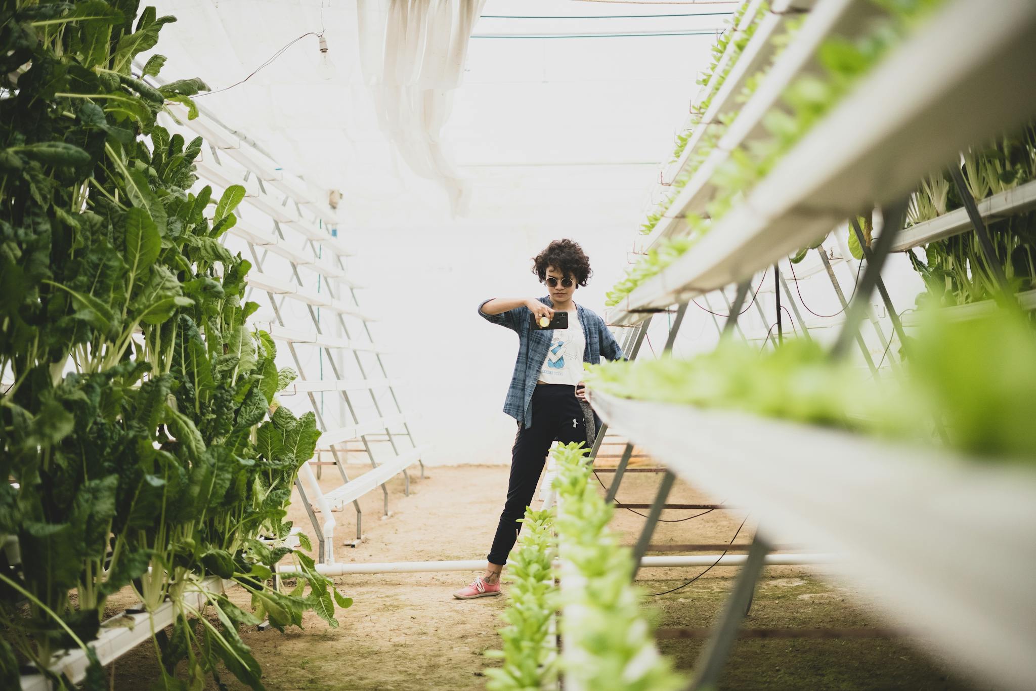 Woman taking photo of hydroponic plants in greenhouse.