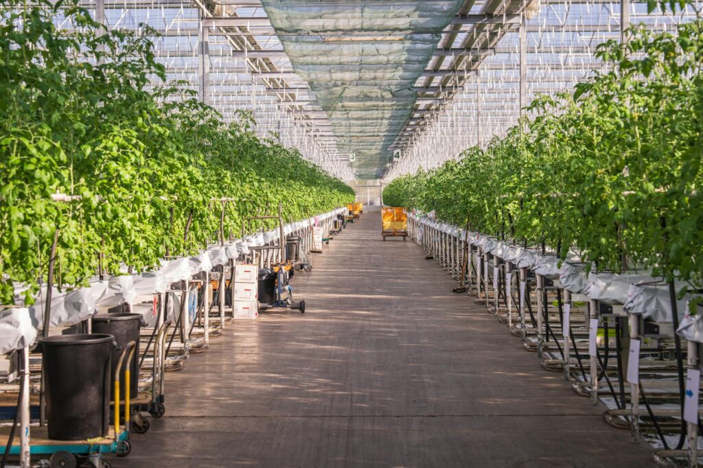 lush greenhouse with rows of tomato plants