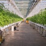 lush greenhouse with rows of tomato plants