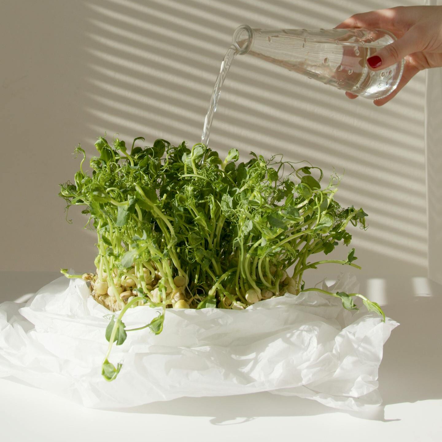 A hand pours water from a glass bottle onto green plants, highlighted by soft natural light.