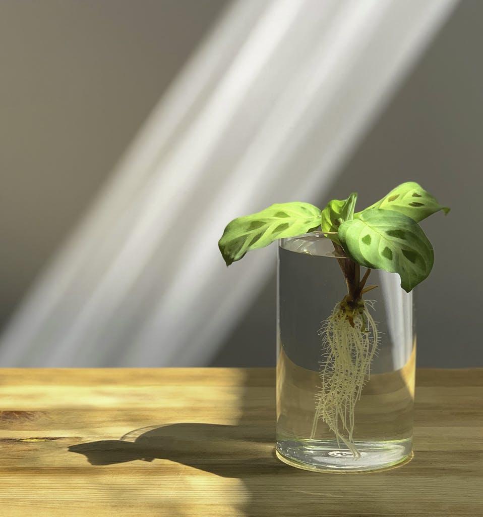 A vibrant green plant grows in a clear glass vase with visible roots, on a wooden table.