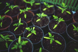 Photo by Karolina Grabowska A vivid image of young green plants growing in several pots, symbolizing new growth.