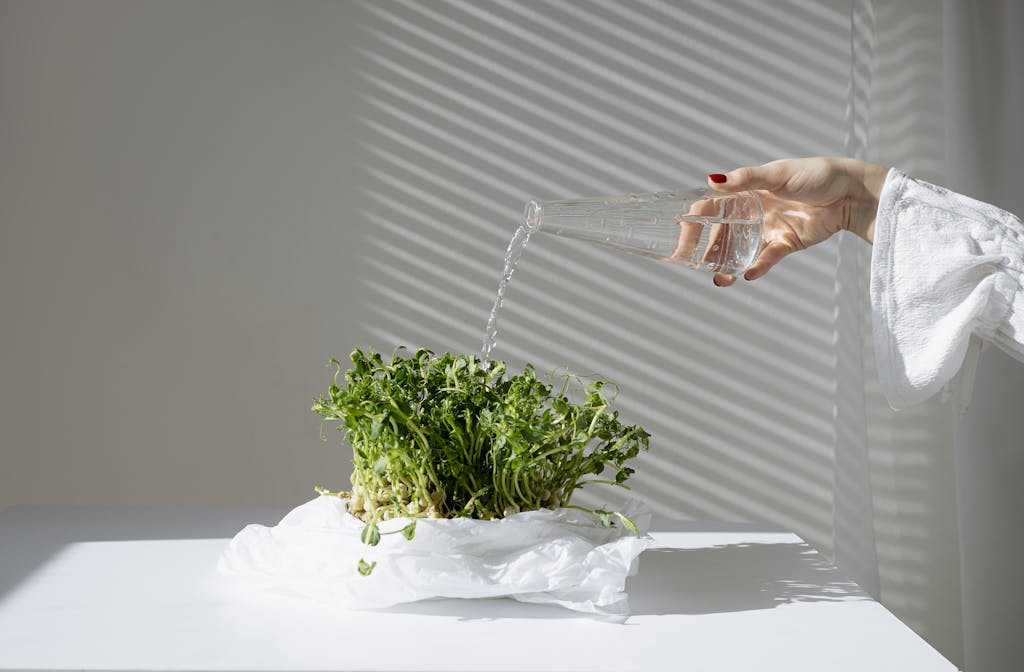 Close-up of a hand watering microgreens indoors, showcasing home gardening under natural light.