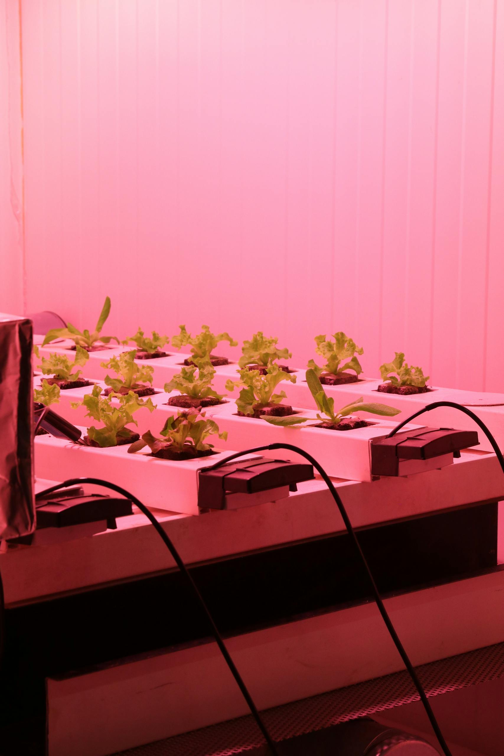 Close-up view of lettuce plants in a hydroponic setup under pink LED lights in a controlled environment.