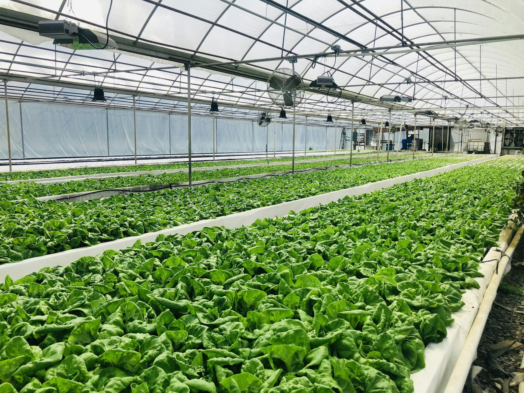 Expansive view of a hydroponic greenhouse growing fresh spinach under controlled environment.