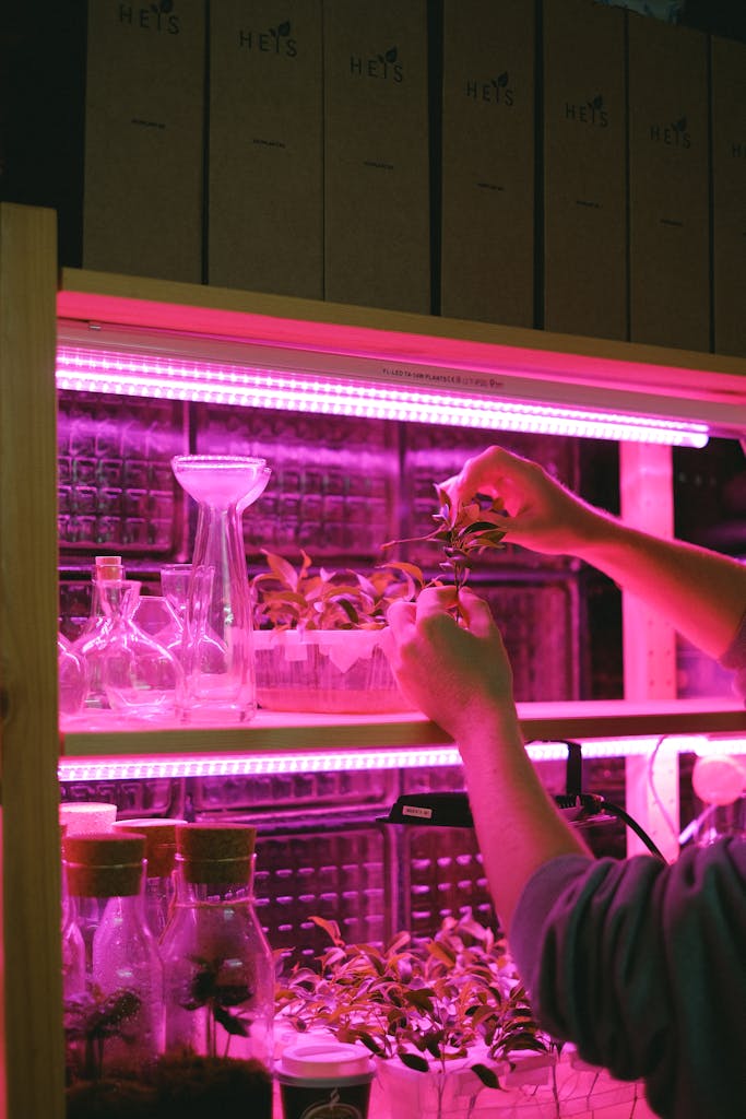 Hands tending to plants under pink neon light in a modern indoor setup.