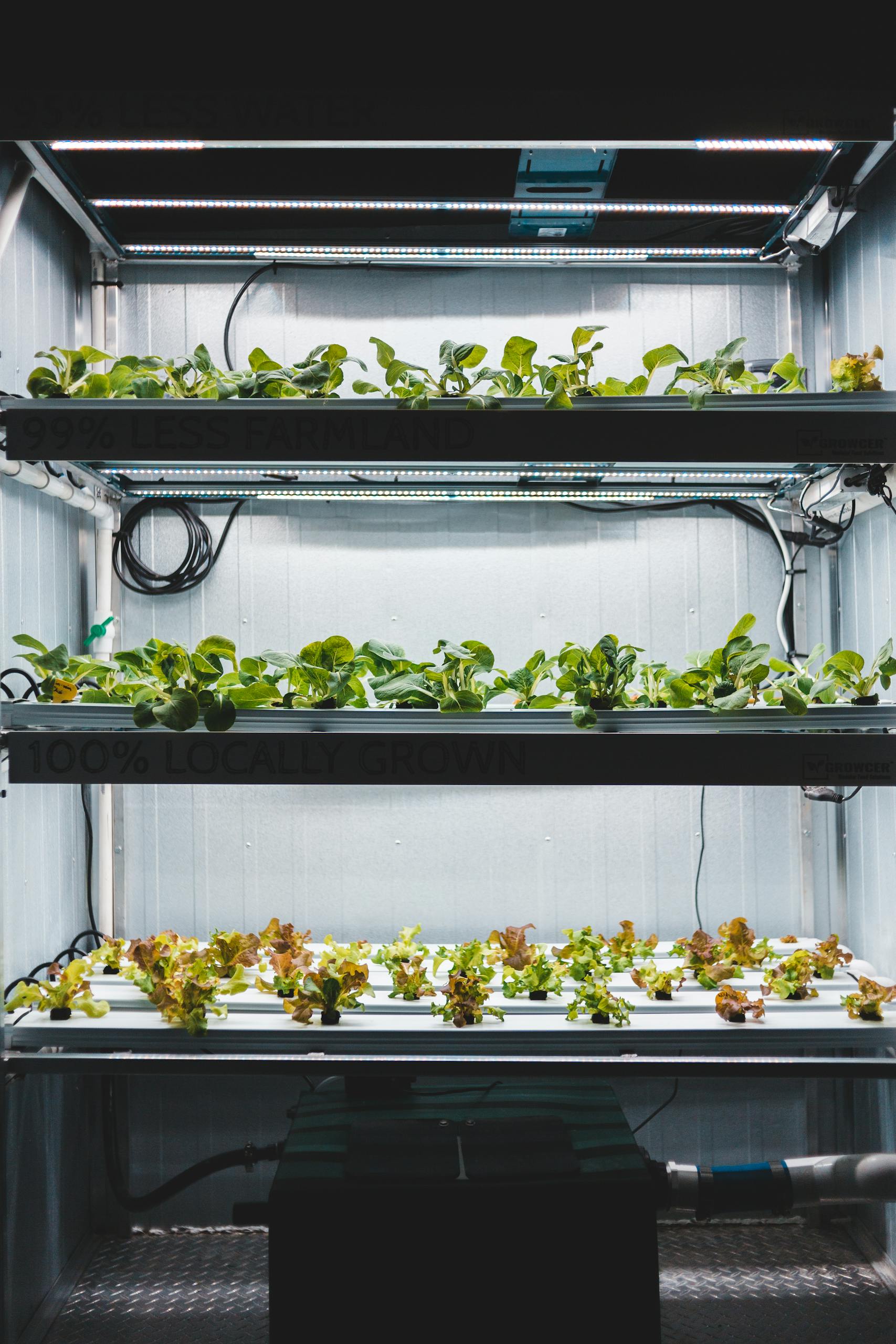 High-tech indoor hydroponic system for growing fresh vegetables with LED lighting.