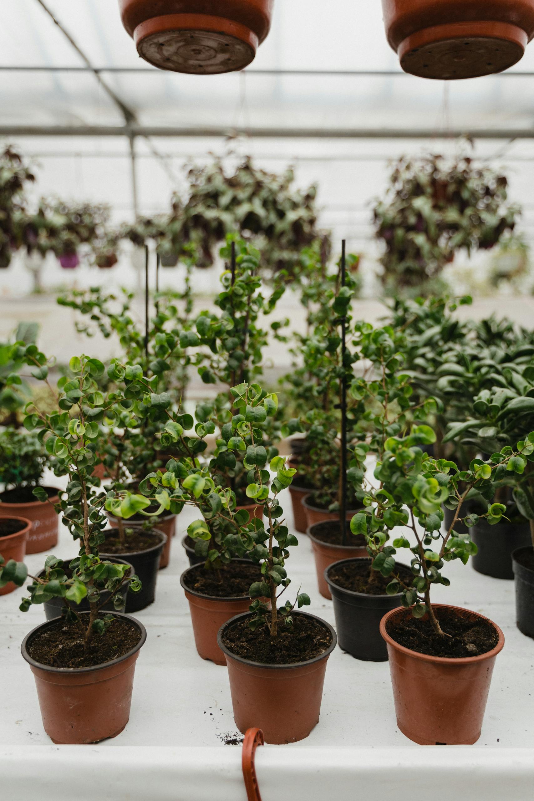 Lush potted plants inside a greenhouse, showcasing a cultivated indoor garden environment.