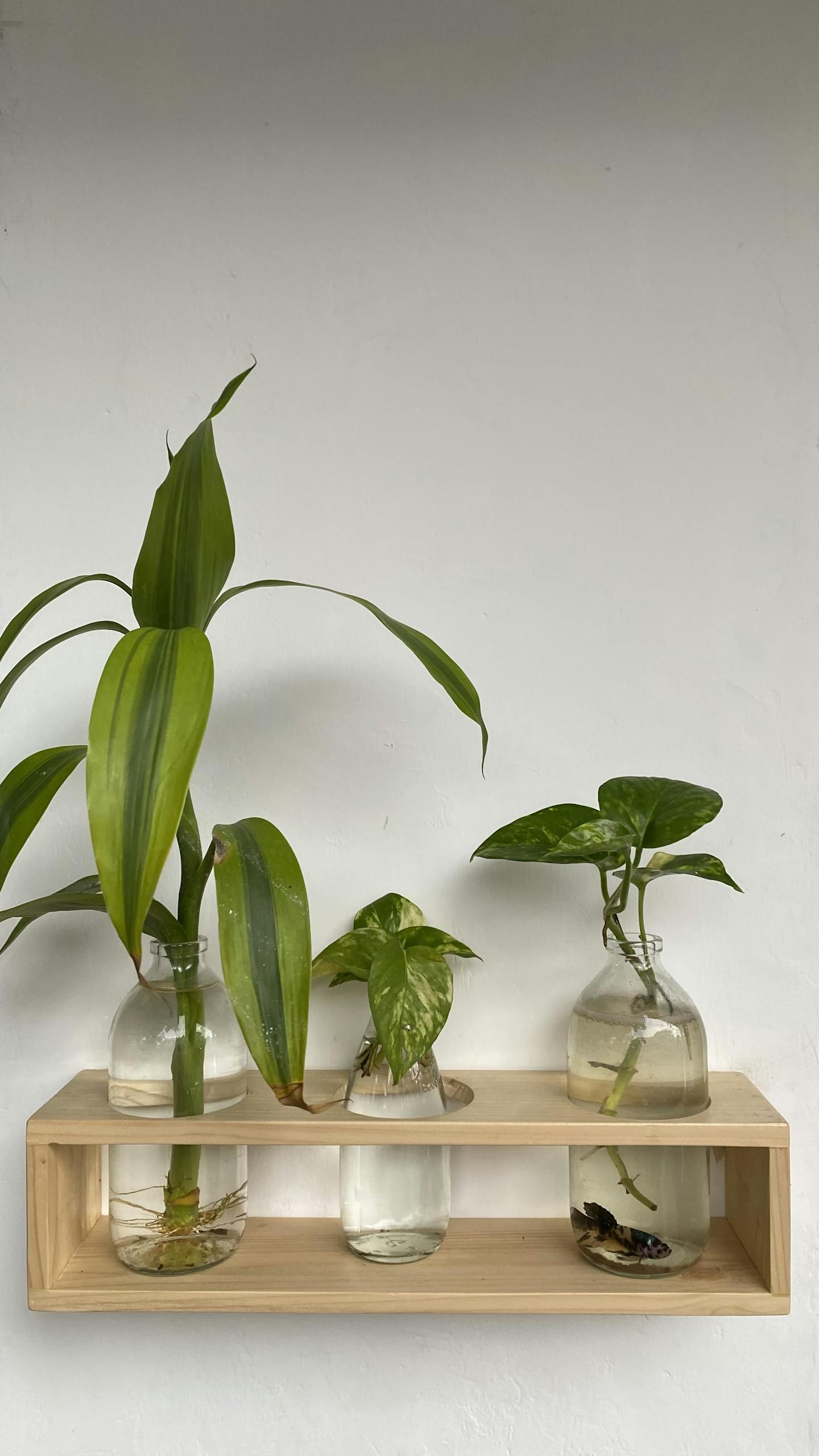 Three indoor plants in clear glass bottles on a wooden shelf, enhancing a minimalist decor.