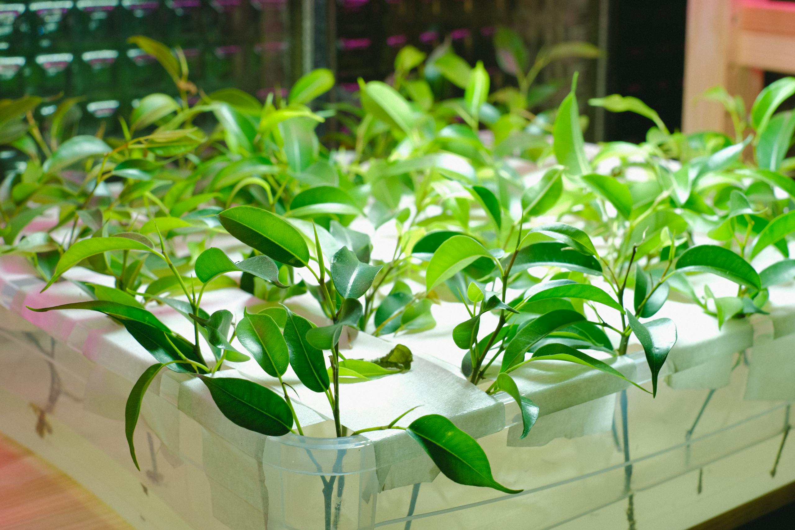 Photo by Anna Shvets Vibrant green plants thriving in a hydroponic greenhouse. Ideal for sustainable agriculture concepts.