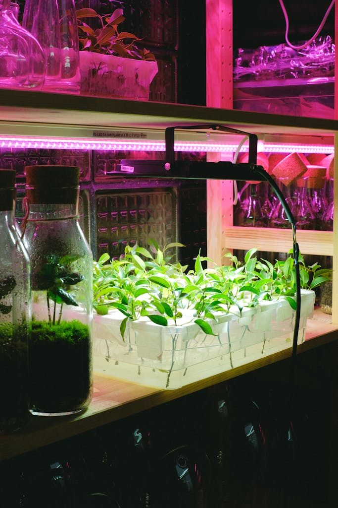 Vibrant indoor plants growing under LED lighting in a modern hydroponic setup.